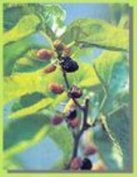 Mulberry Leaf Extract